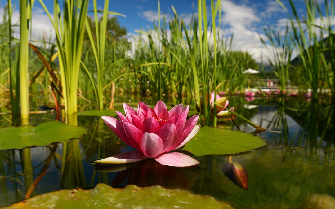 Piscina naturale Gargazzone